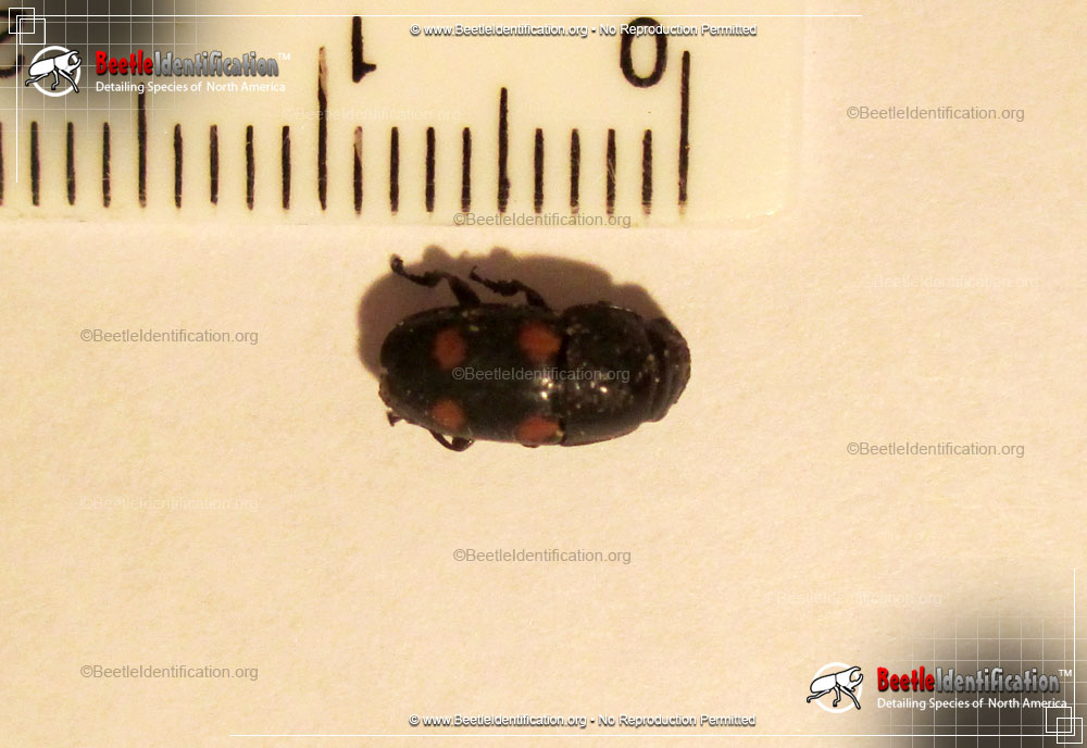 Full-sized image #1 of the Four-spot Sap Beetle
