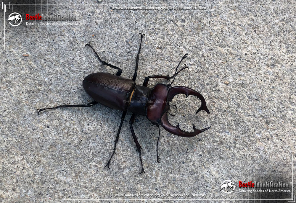 Full-sized image #4 of the Giant Stag Beetle