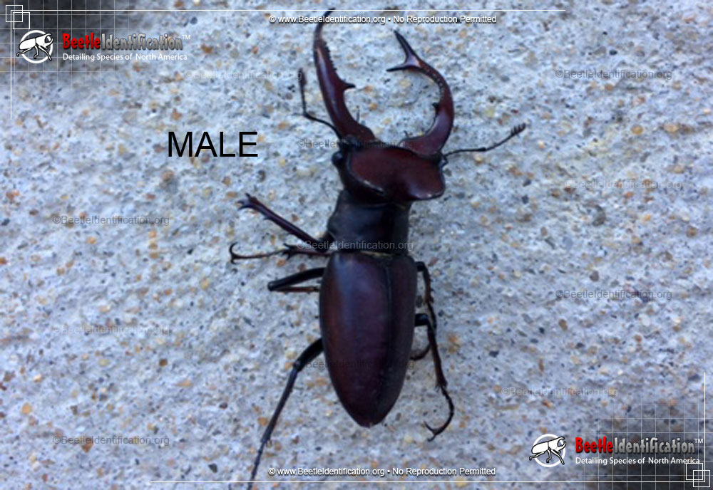 Full-sized image #3 of the Giant Stag Beetle