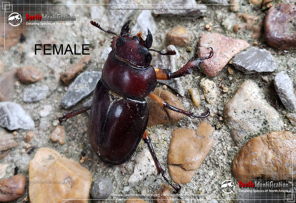 Full-sized image #5 of the Giant Stag Beetle
