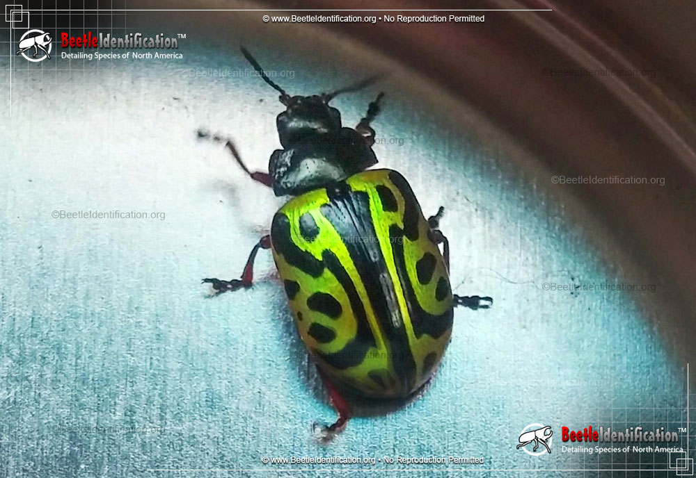 Full-sized image #2 of the Globemallow Leaf Beetle