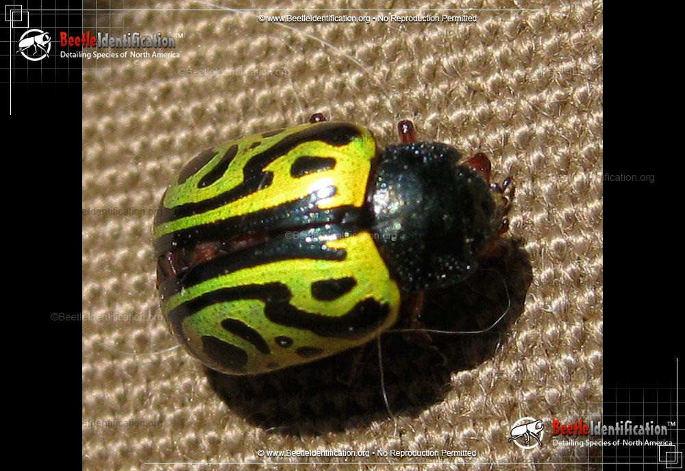 Full-sized image #3 of the Globemallow Leaf Beetle