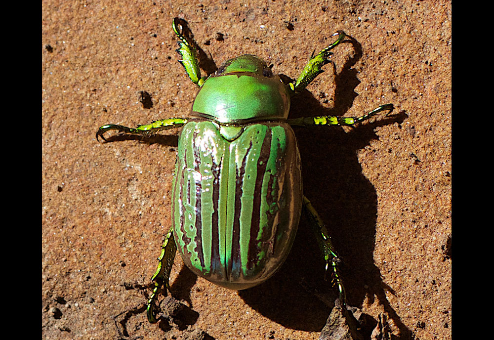 Full-sized image #1 of the Glorious Scarab Beetle