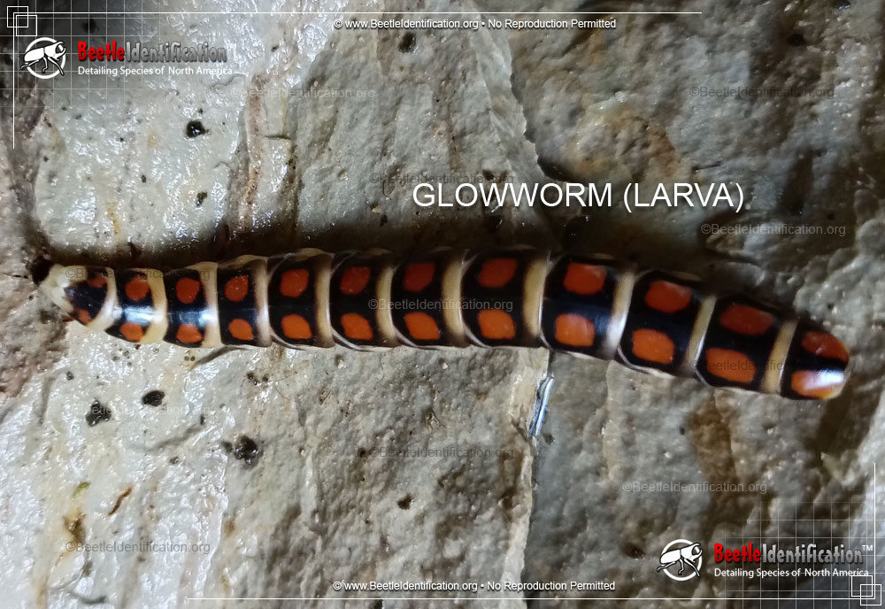 Full-sized image #2 of the Glowworm