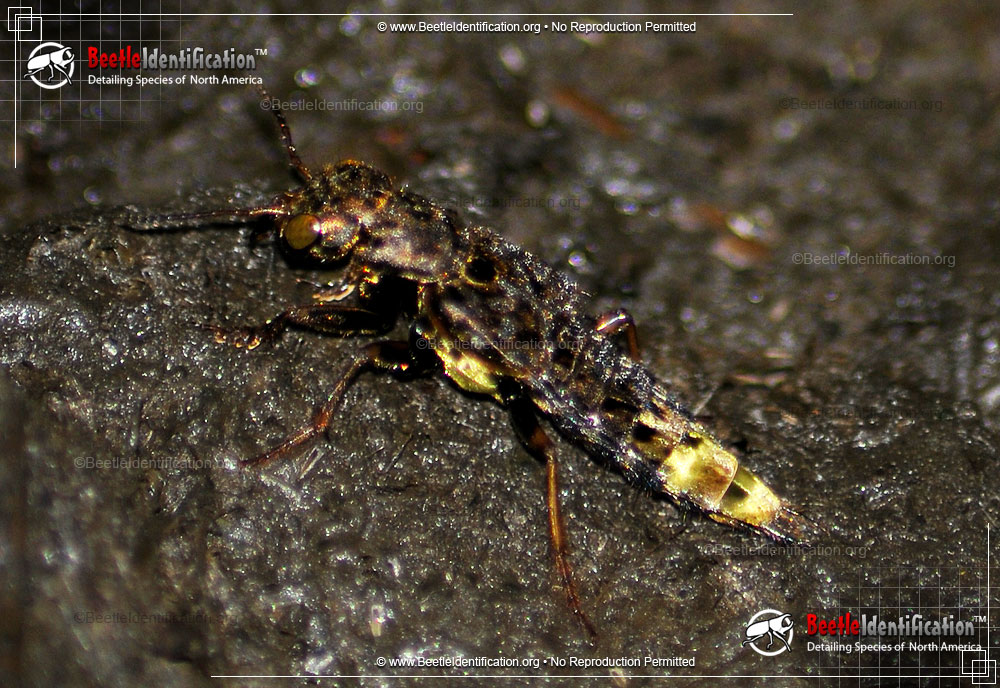 Full-sized image #1 of the Gold-and-brown Rove Beetle