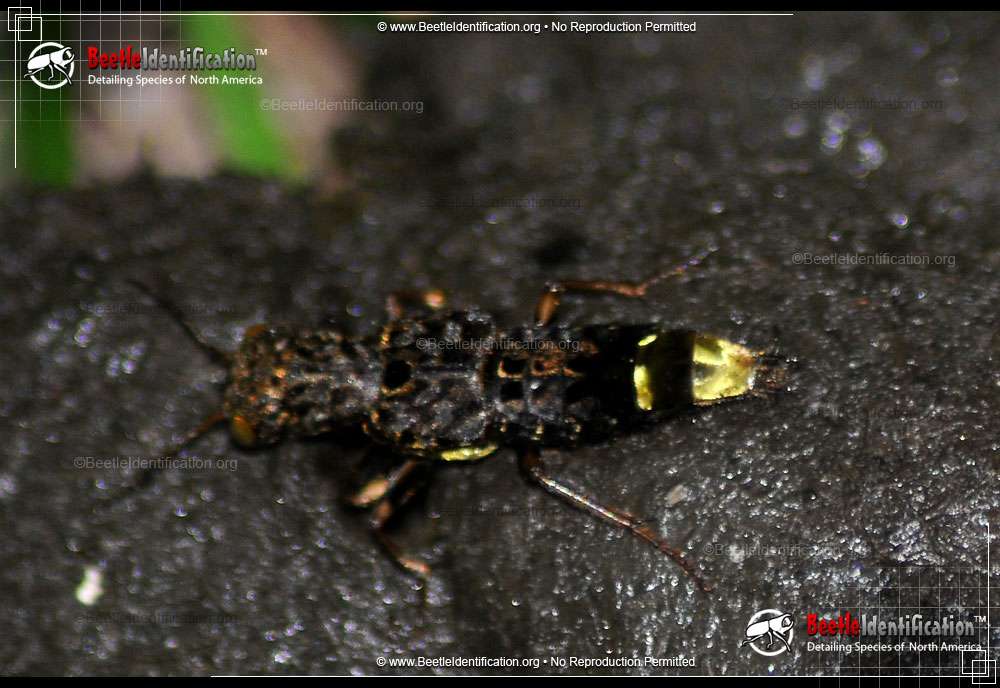 Full-sized image #3 of the Gold-and-brown Rove Beetle