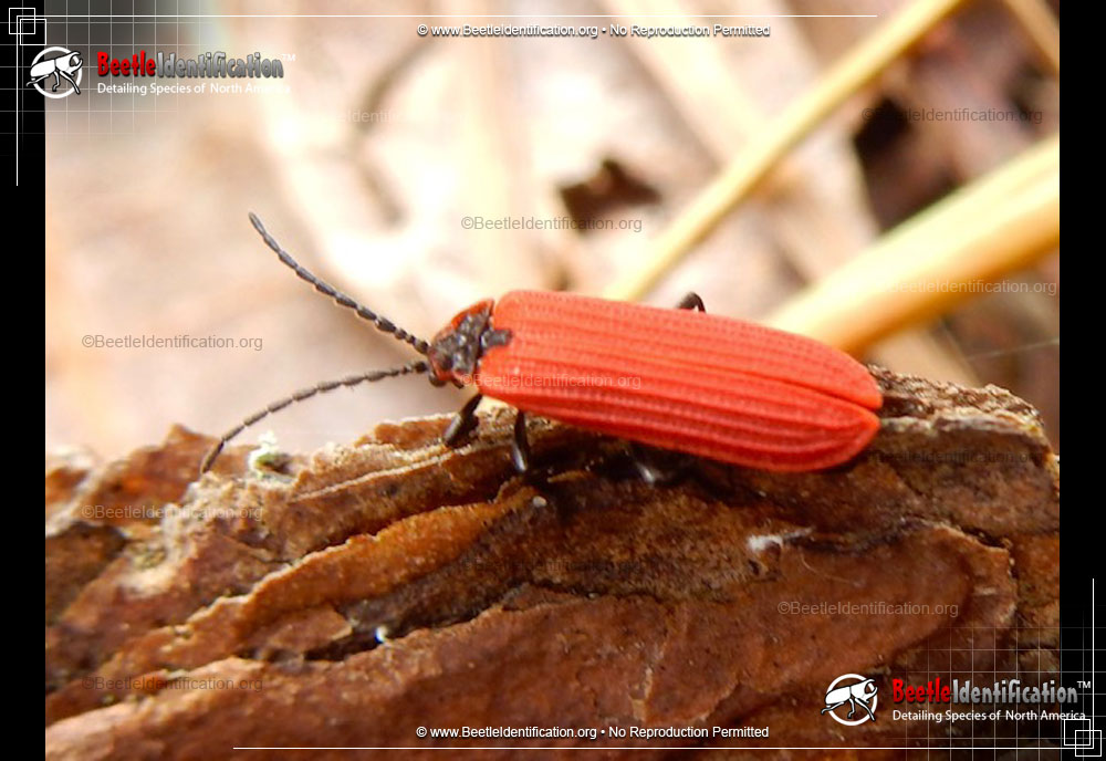 Full-sized image #1 of the Golden Net-wing Beetle