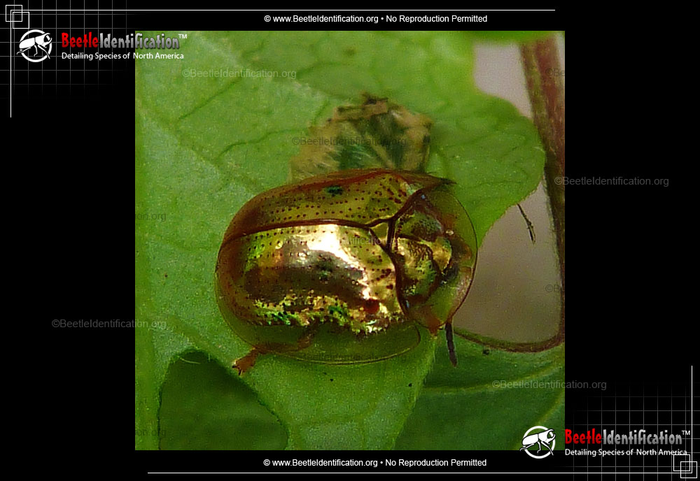 Full-sized image #1 of the Golden Tortoise Beetle
