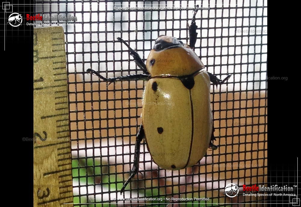 Full-sized image #1 of the Grapevine Beetle