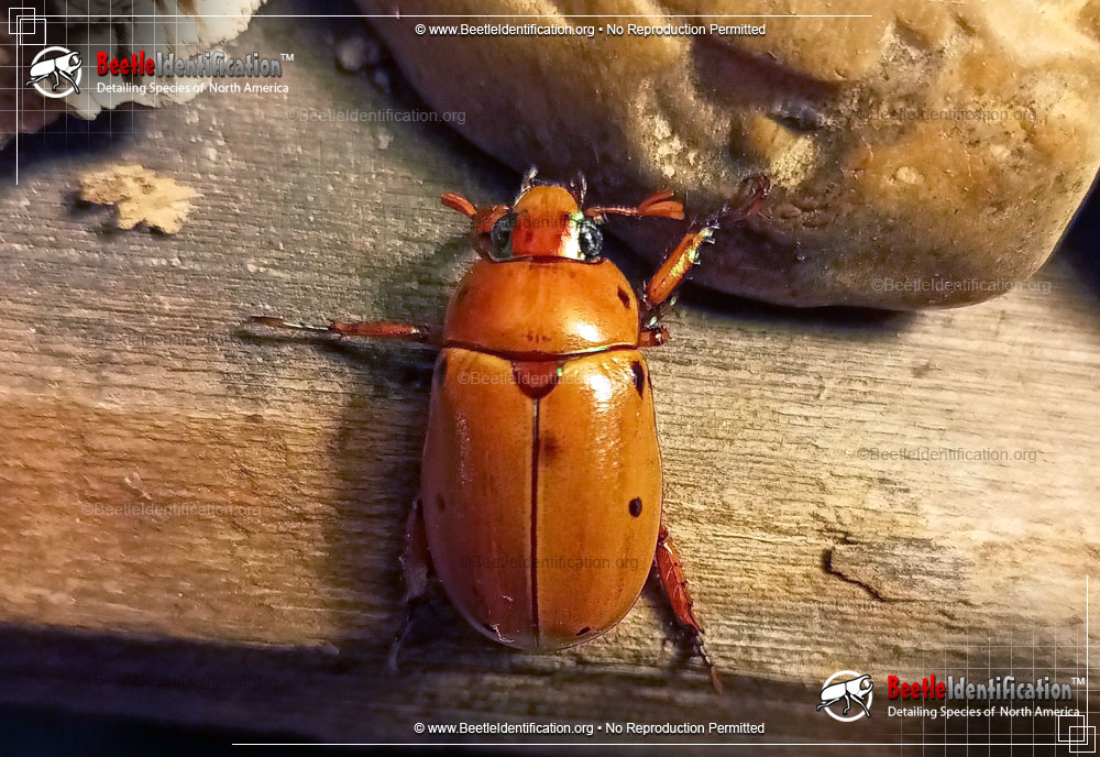 Full-sized image #2 of the Grapevine Beetle