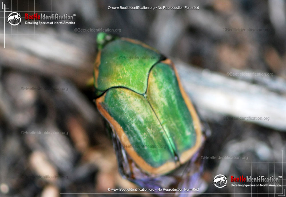 Full-sized image #1 of the Green June Beetle