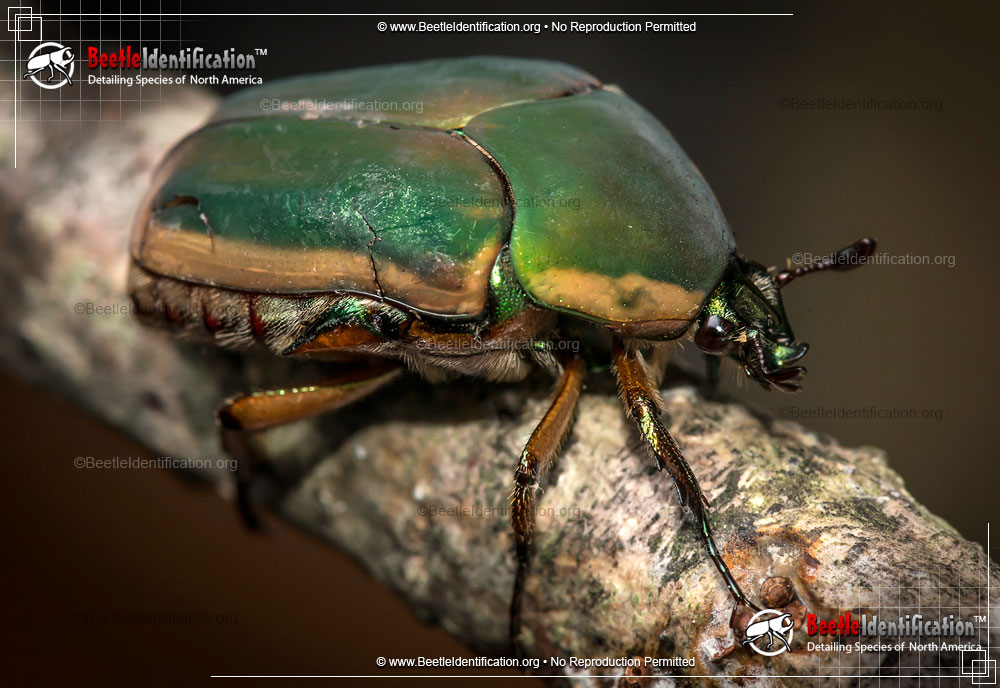 Full-sized image #2 of the Green June Beetle