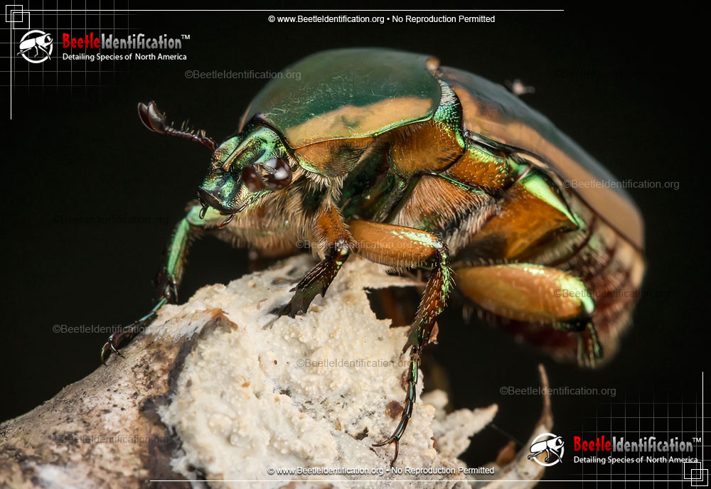 Full-sized image #4 of the Green June Beetle