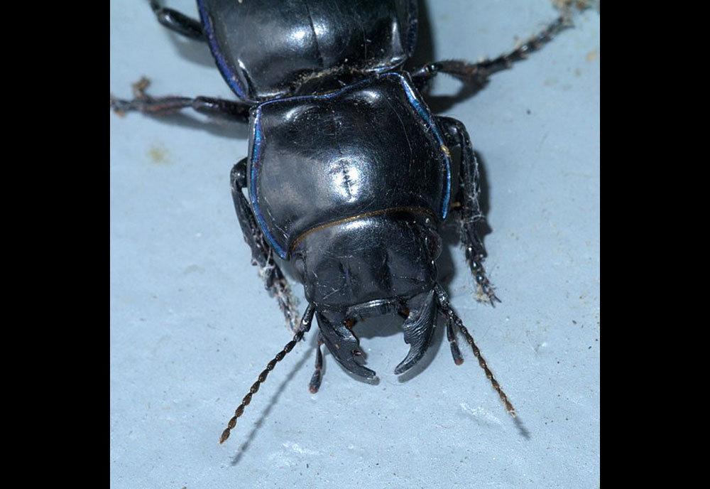 Full-sized image #2 of the Ground Beetle