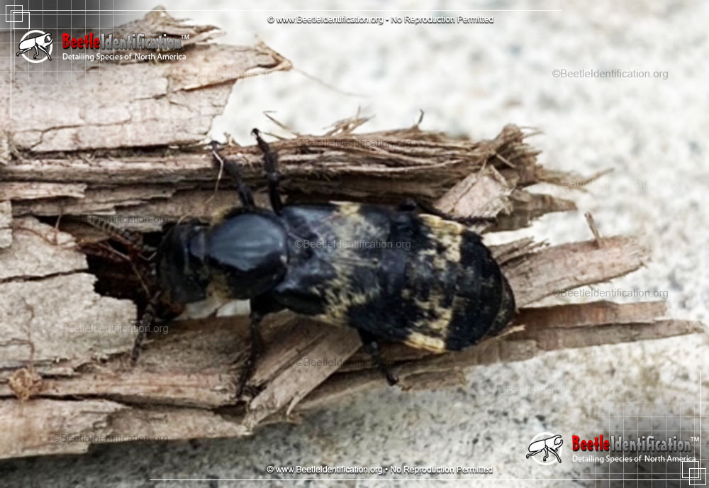 Full-sized image #1 of the Hairy Rove Beetle