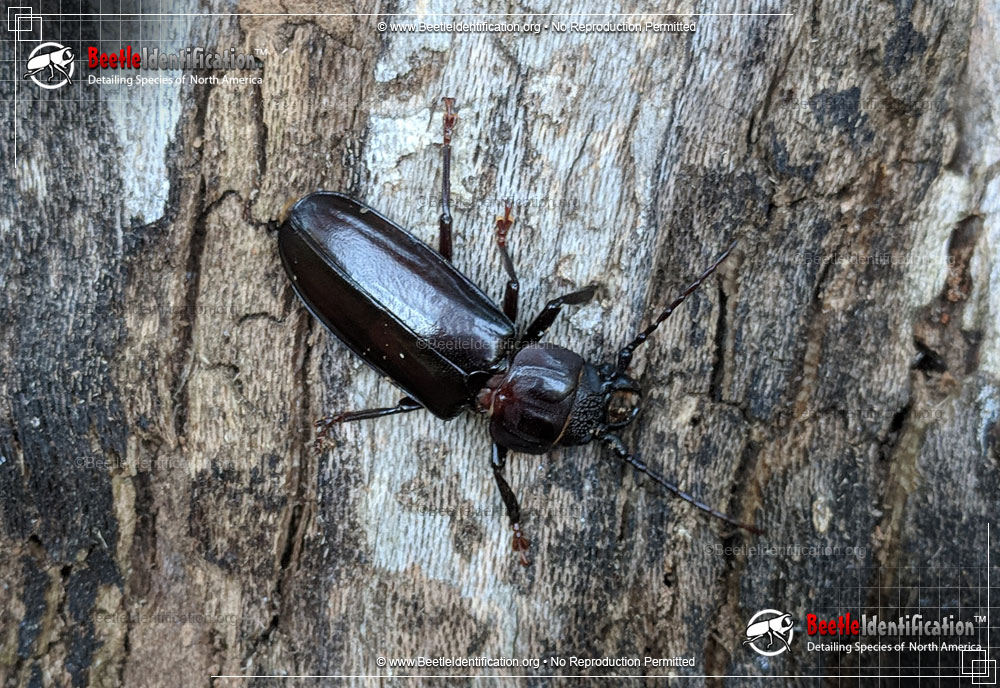 Full-sized image #1 of the Hardwood Stump Borer Beetle
