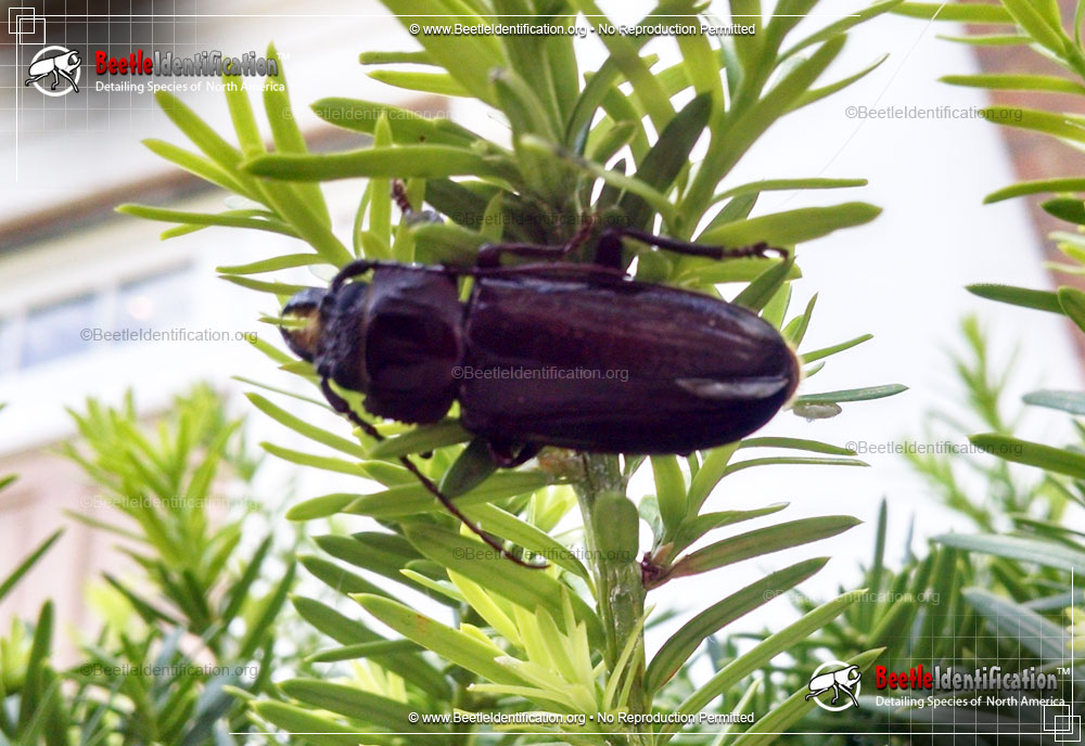 Full-sized image #2 of the Hardwood Stump Borer Beetle