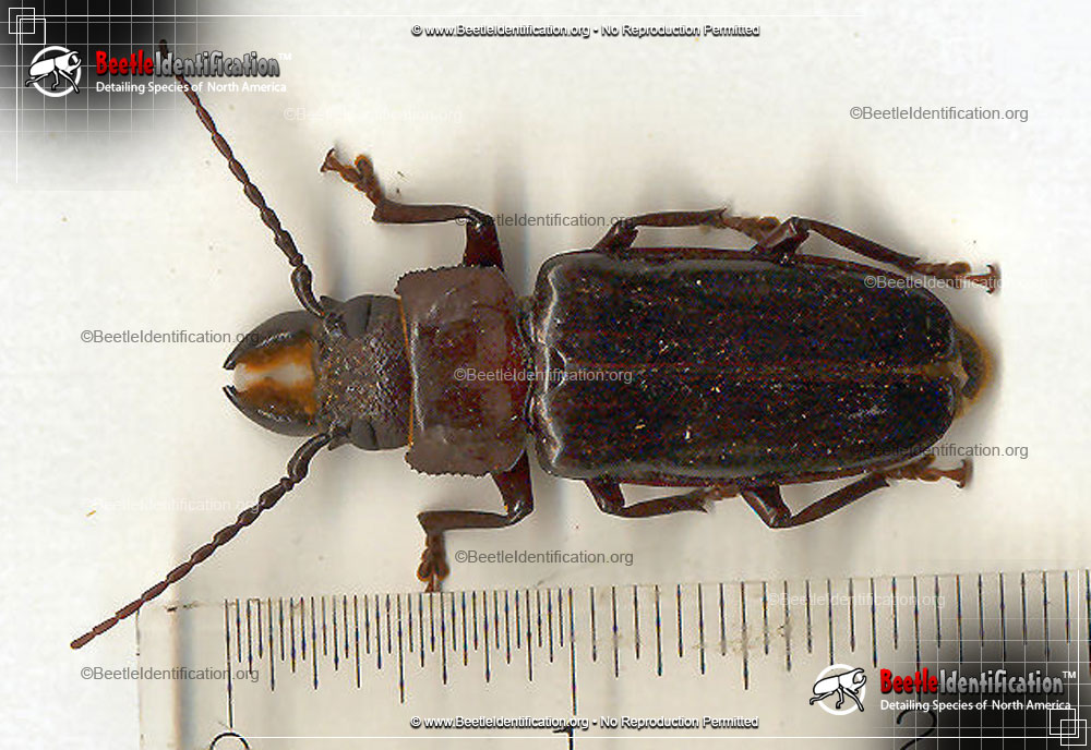 Full-sized image #3 of the Hardwood Stump Borer Beetle