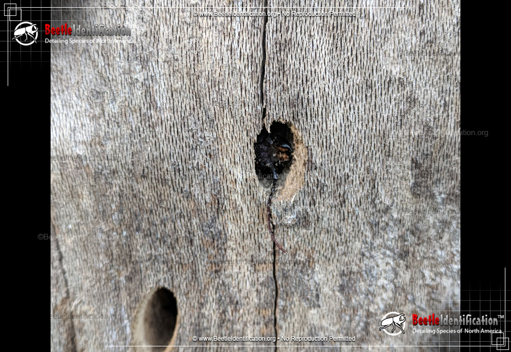 Full-sized image #4 of the Hardwood Stump Borer Beetle