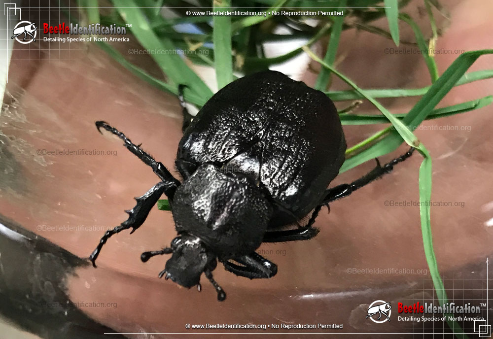 Full-sized image #1 of the Hermit Flower Beetle
