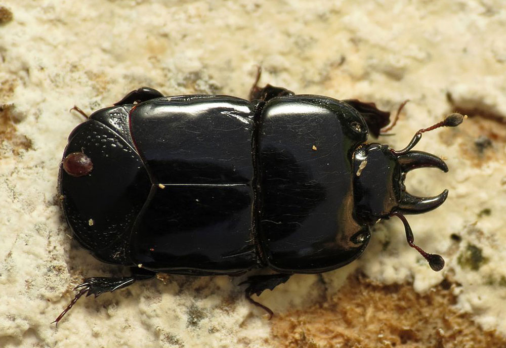 Full-sized image #1 of the Hister Beetle