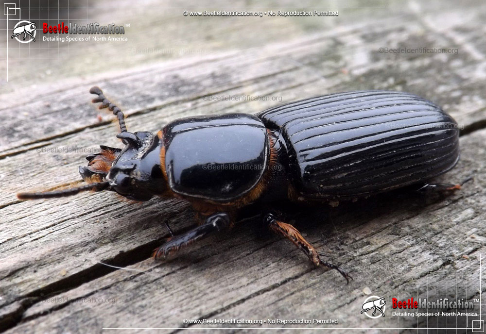 Full-sized image #1 of the Horned Passalus Beetle