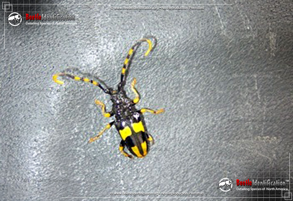 Full-sized image #2 of the Horse-bean Longhorn Beetle