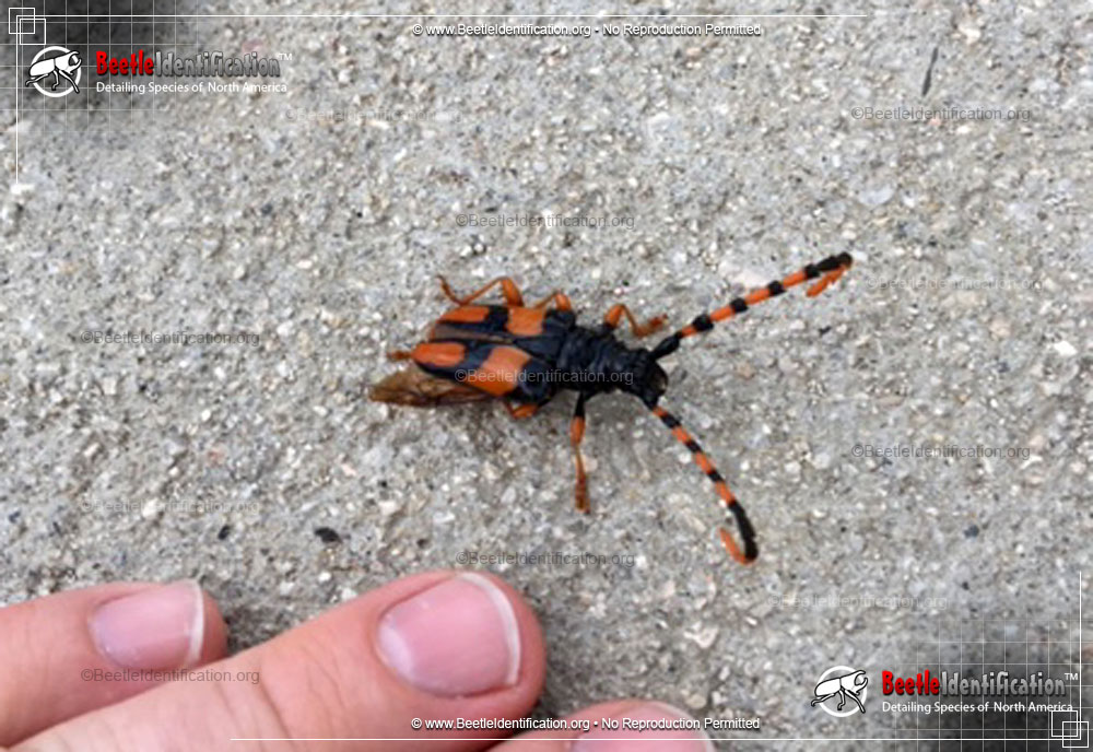 Full-sized image #1 of the Horse-bean Longhorn Beetle
