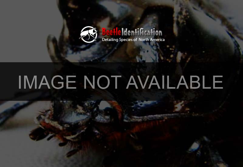 Full-sized image #1 of the Cedar Beetle