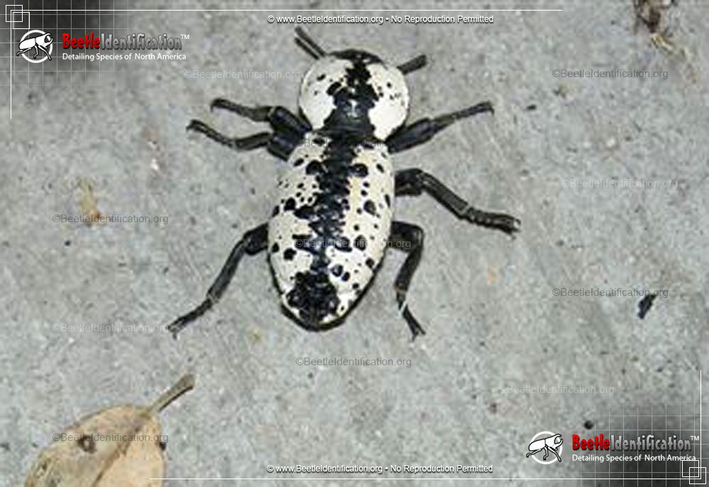 Full-sized image #1 of the Iron Clad Beetle