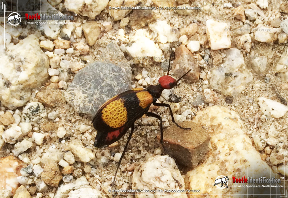 Full-sized image #3 of the Iron Cross Blister Beetle