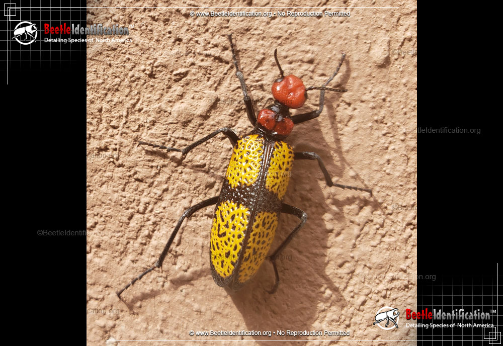 Full-sized image #1 of the Iron Cross Blister Beetle