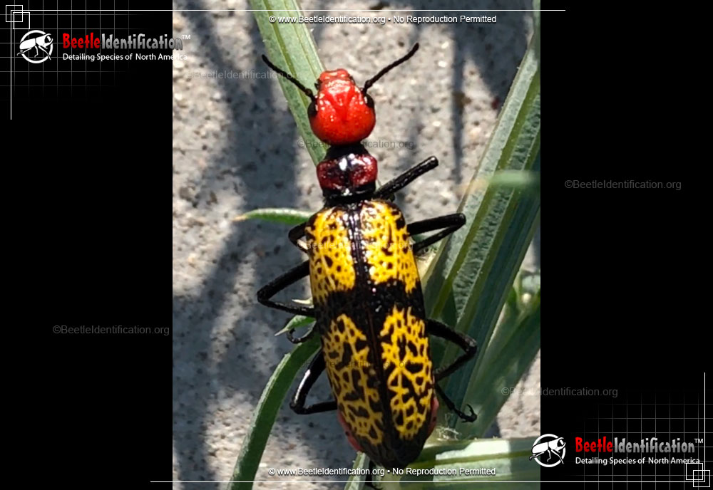 Full-sized image #2 of the Iron Cross Blister Beetle