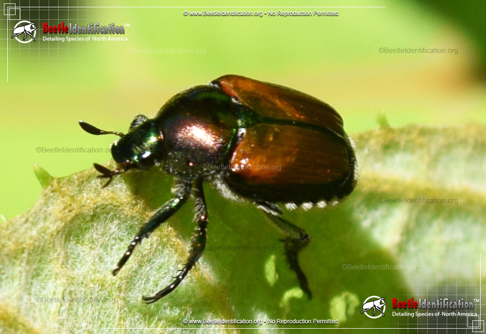 Full-sized image #3 of the Japanese Beetle