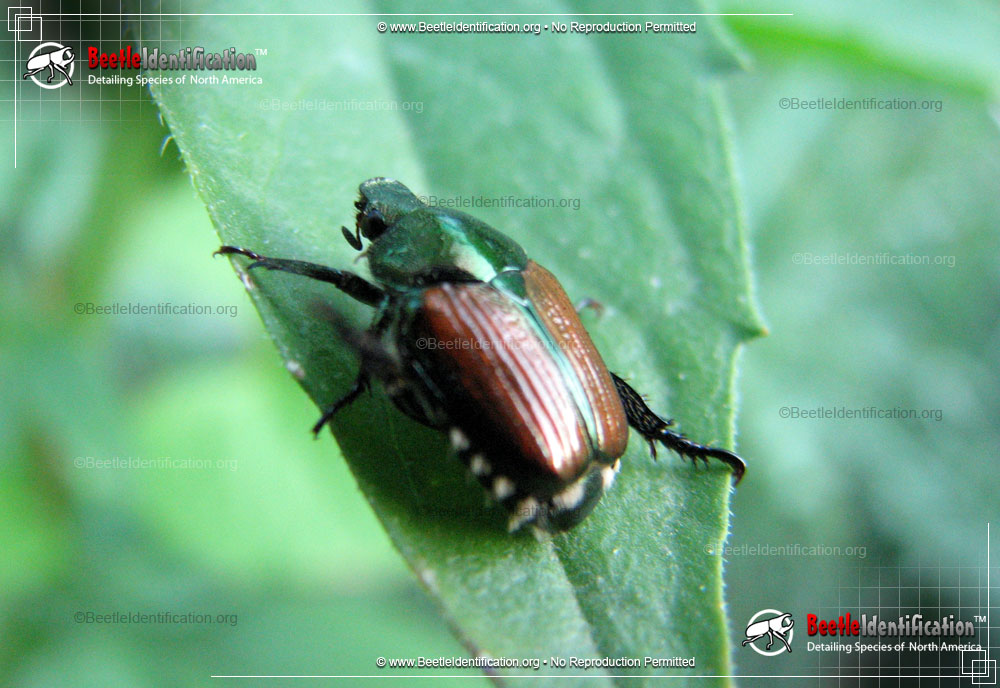Full-sized image #4 of the Japanese Beetle