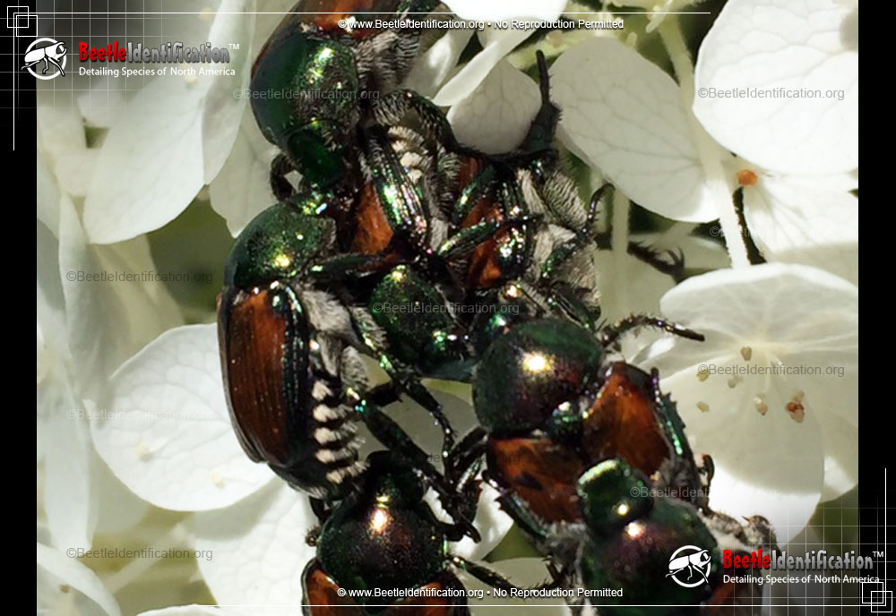 Full-sized image #5 of the Japanese Beetle
