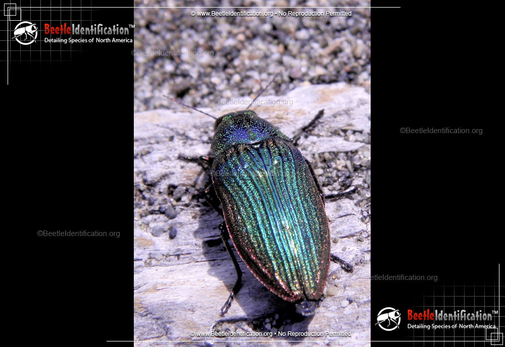 Full-sized image #1 of the Jewel Beetle