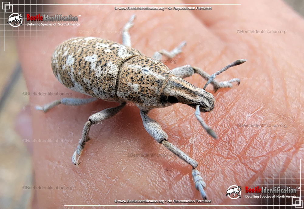 Full-sized image #1 of the Knapweed Root Weevil