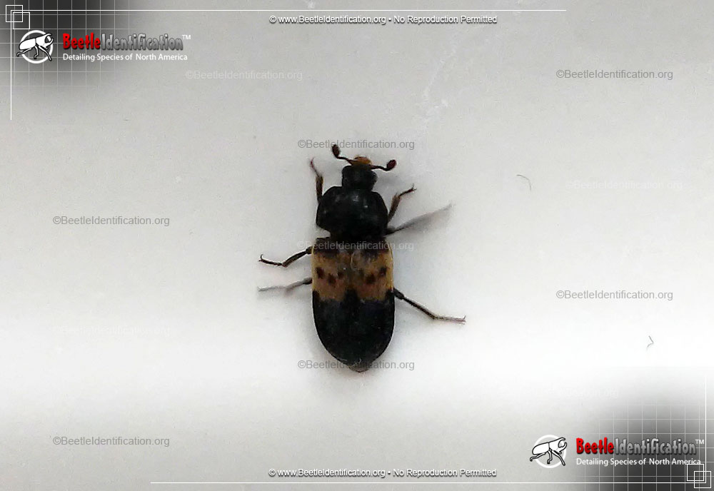 Full-sized image #1 of the Larder Beetle