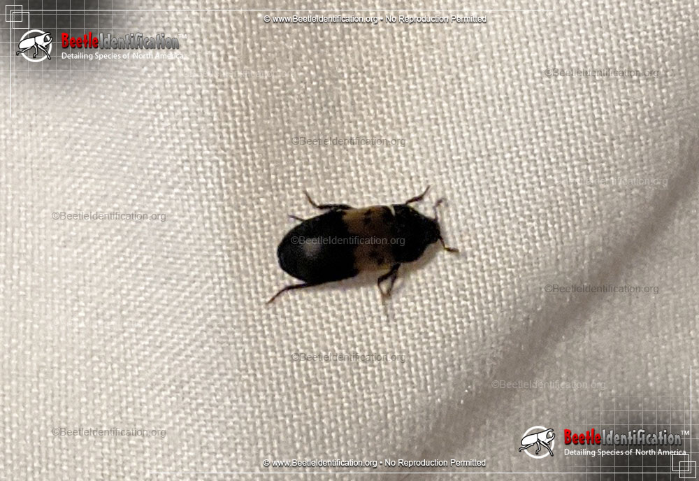 Full-sized image #2 of the Larder Beetle