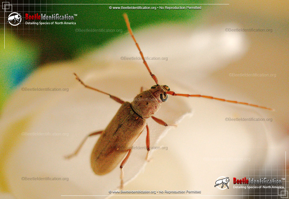 Full-sized image #1 of the Lesser Ivory-marked Beetle