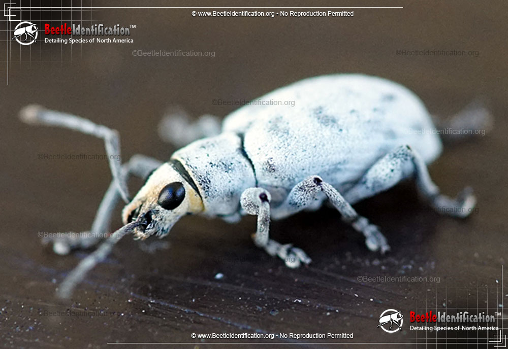 Full-sized image #1 of the Little Leaf Notcher Weevil