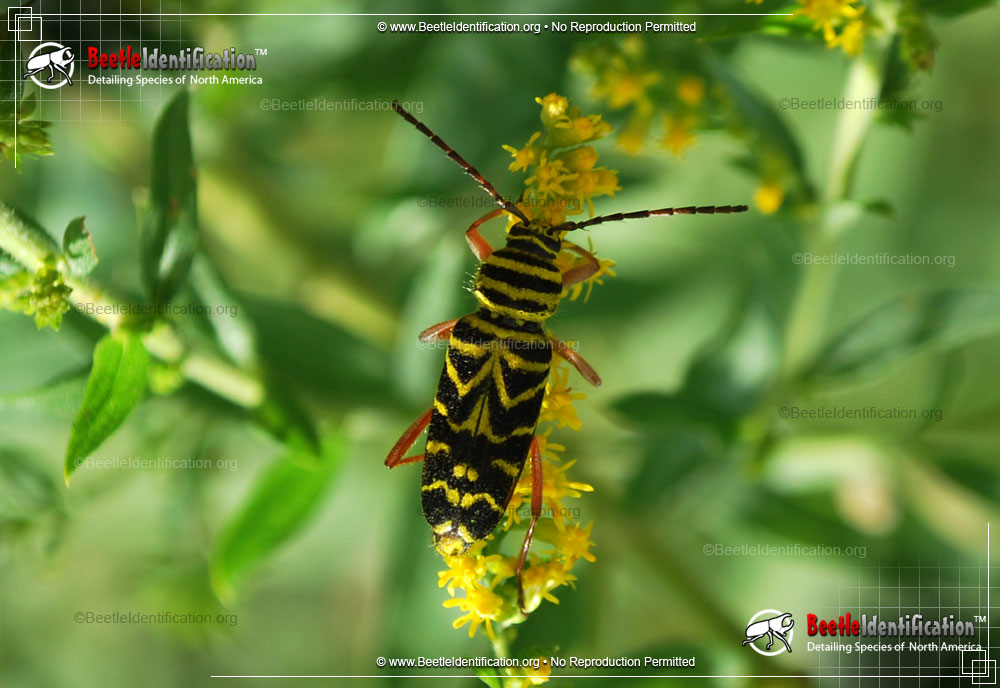 Full-sized image #1 of the Locust Borer Beetle