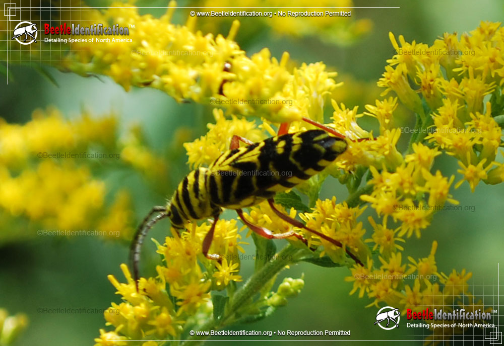 Full-sized image #2 of the Locust Borer Beetle