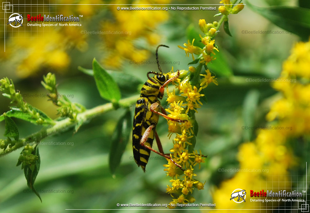 Full-sized image #3 of the Locust Borer Beetle