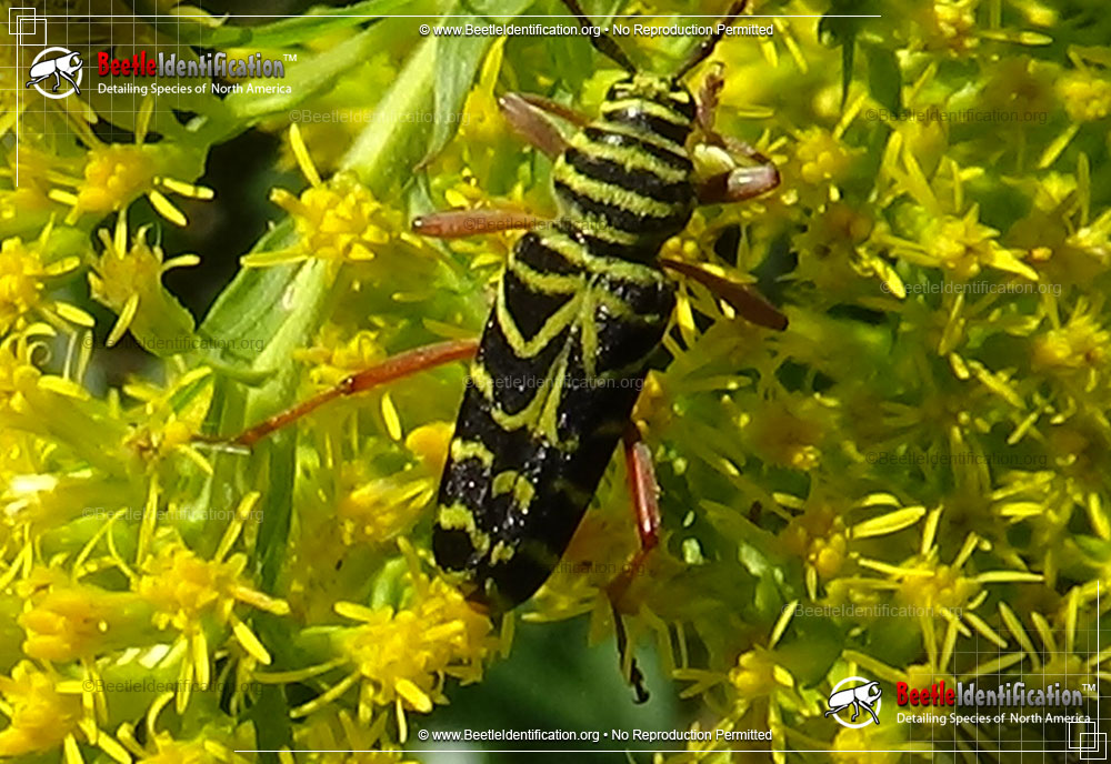 Full-sized image #4 of the Locust Borer Beetle