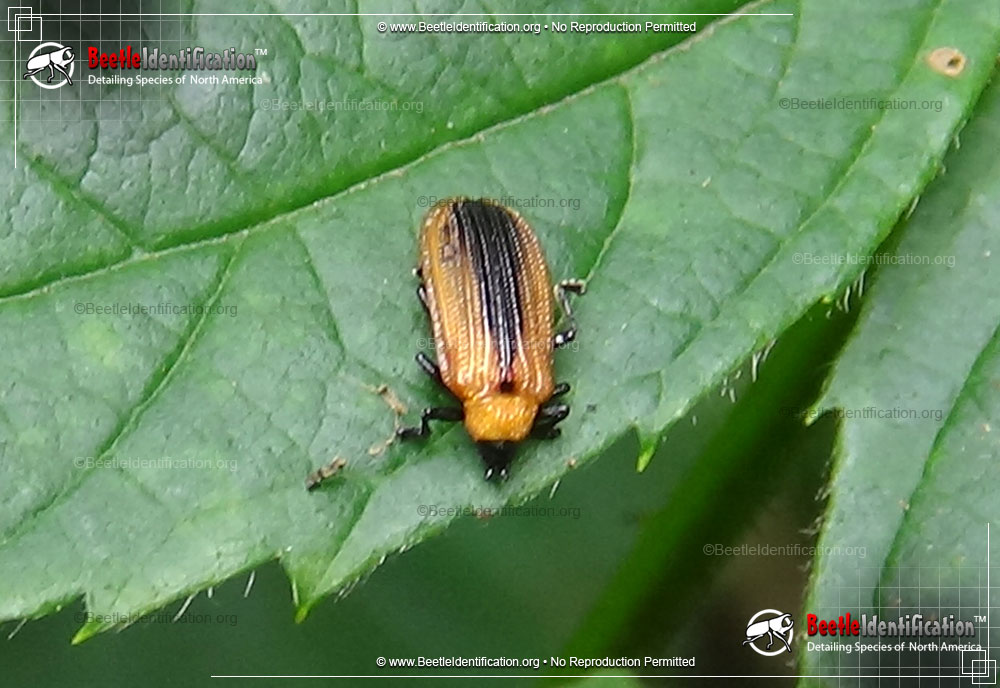 Full-sized image #1 of the Locust Leaf Miner Beetle