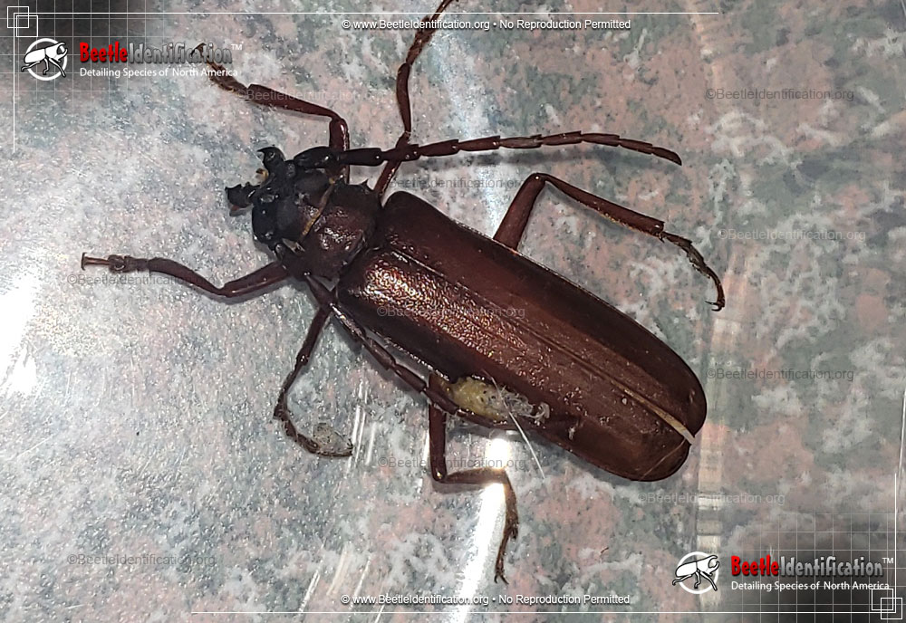Full-sized image #1 of the Long-horned Beetle