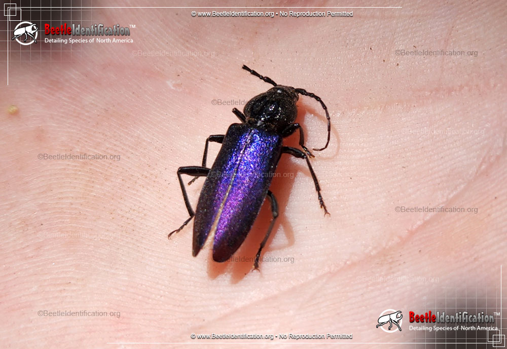 Full-sized image #1 of the Longhorn Beetle