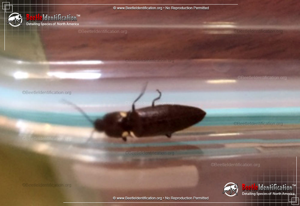 Full-sized image #1 of the Luminescent Click Beetle